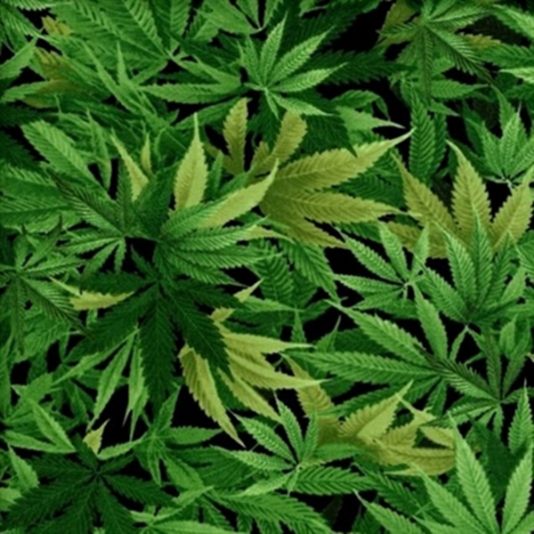 Detail Marijuana Leaves Pics Nomer 28