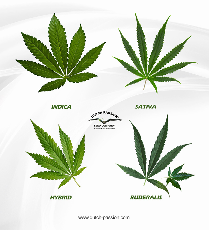 Detail Marijuana Leaves Pics Nomer 4