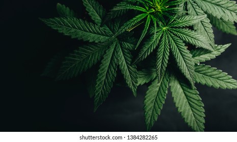 Detail Marijuana Leaves Pics Nomer 32