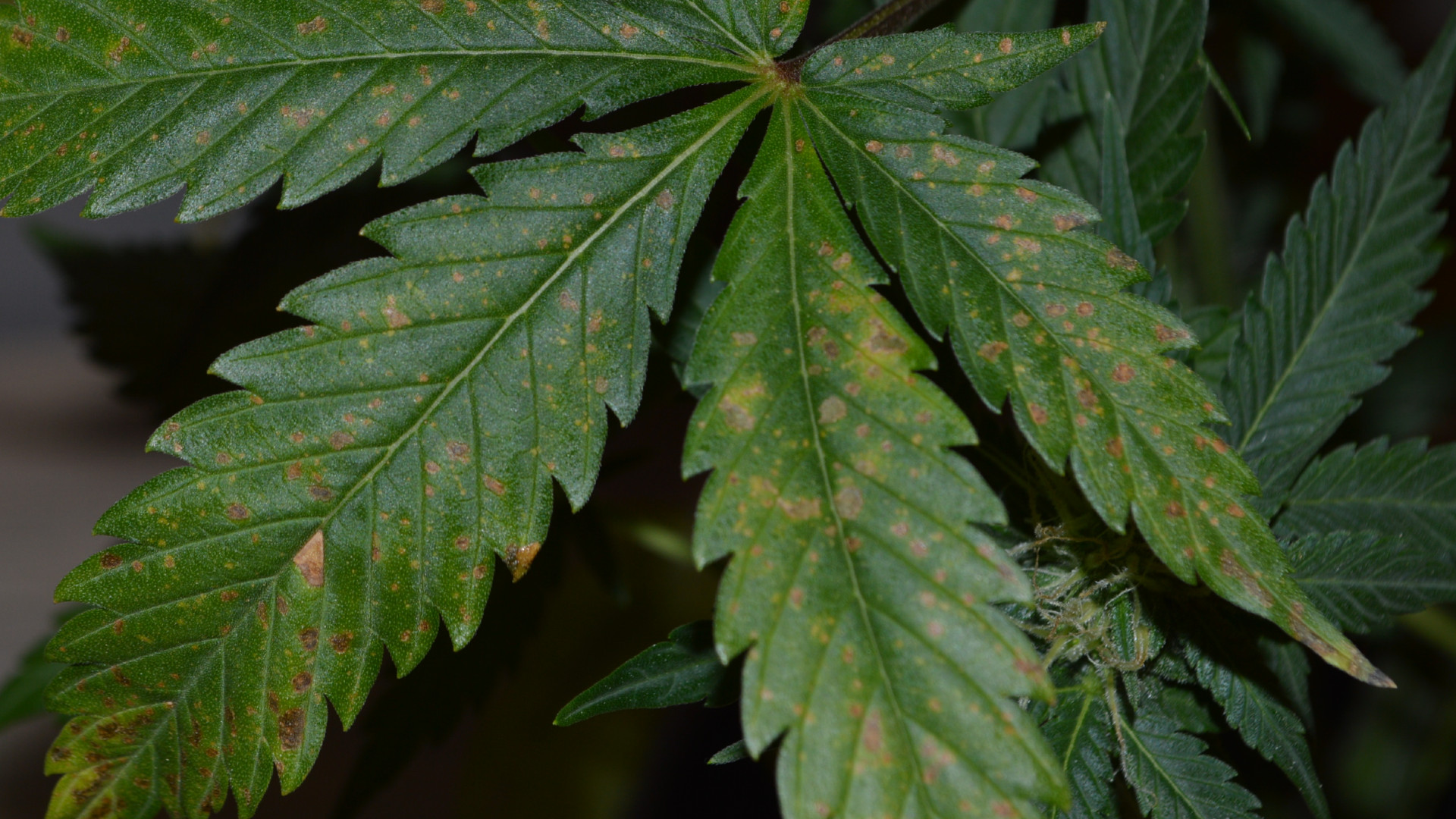 Detail Marijuana Leaves Pics Nomer 34