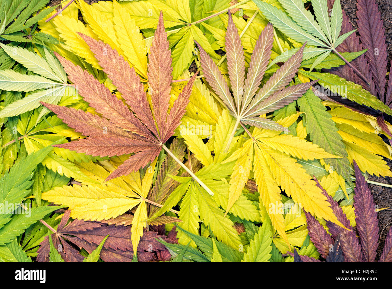Detail Marijuana Leaves Pics Nomer 38