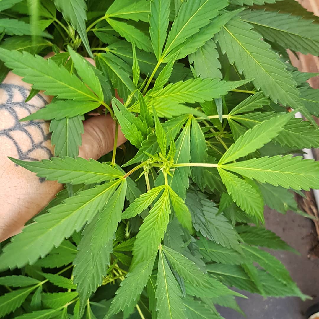 Detail Marijuana Leaves Pics Nomer 40