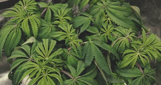 Detail Marijuana Leaves Pics Nomer 55