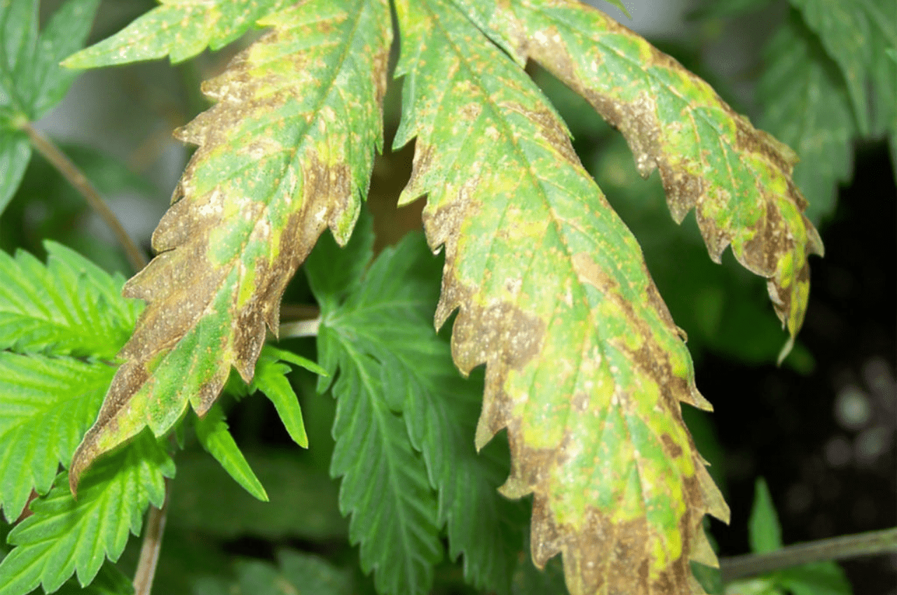 Detail Marijuana Leaves Pics Nomer 59
