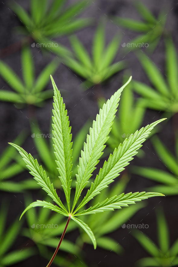Detail Marijuana Leaves Pics Nomer 9