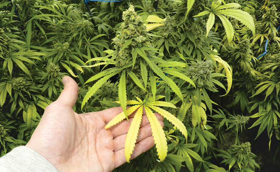 Detail Marijuana Leaves Pictures Nomer 25