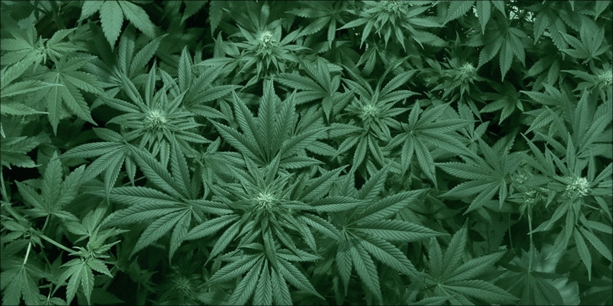 Detail Marijuana Leaves Pictures Nomer 26