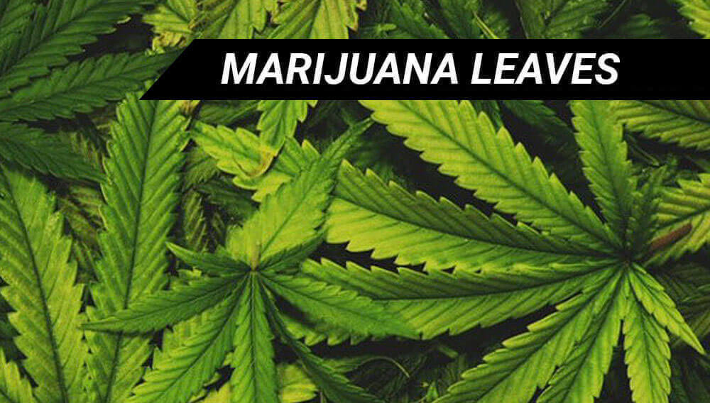 Detail Marijuana Leaves Pictures Nomer 47