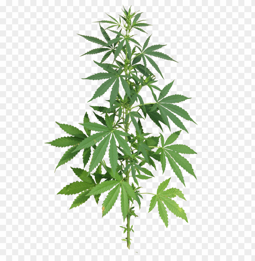 Marijuana Plant Png - KibrisPDR