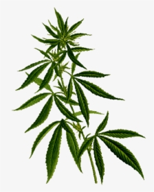 Detail Marijuana Plant Png Nomer 10