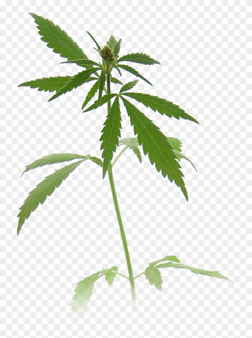 Detail Marijuana Plant Png Nomer 12