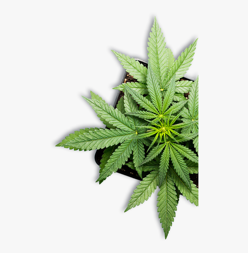 Detail Marijuana Plant Png Nomer 17