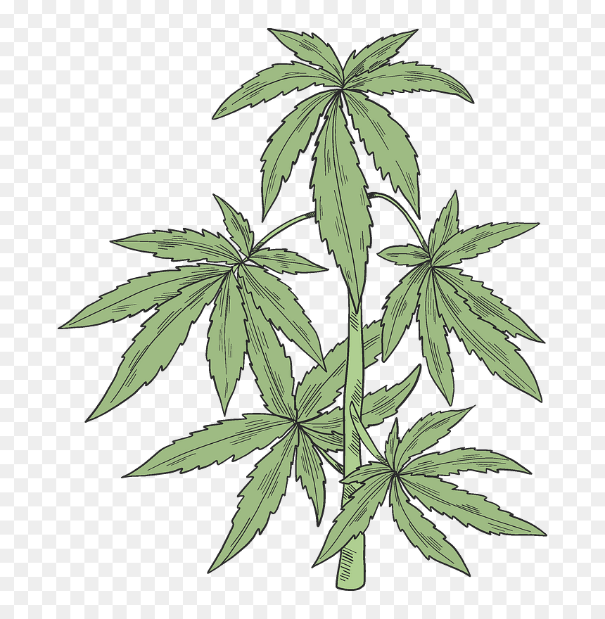 Detail Marijuana Plant Png Nomer 21