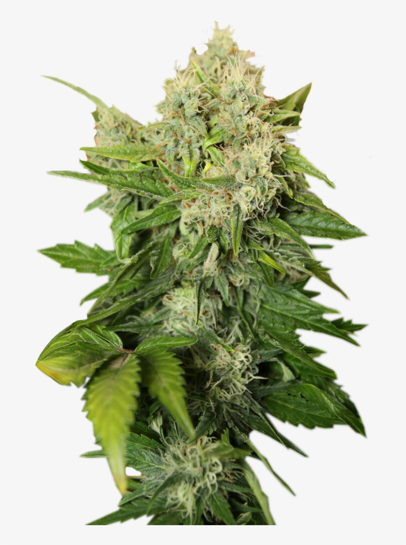 Detail Marijuana Plant Png Nomer 27