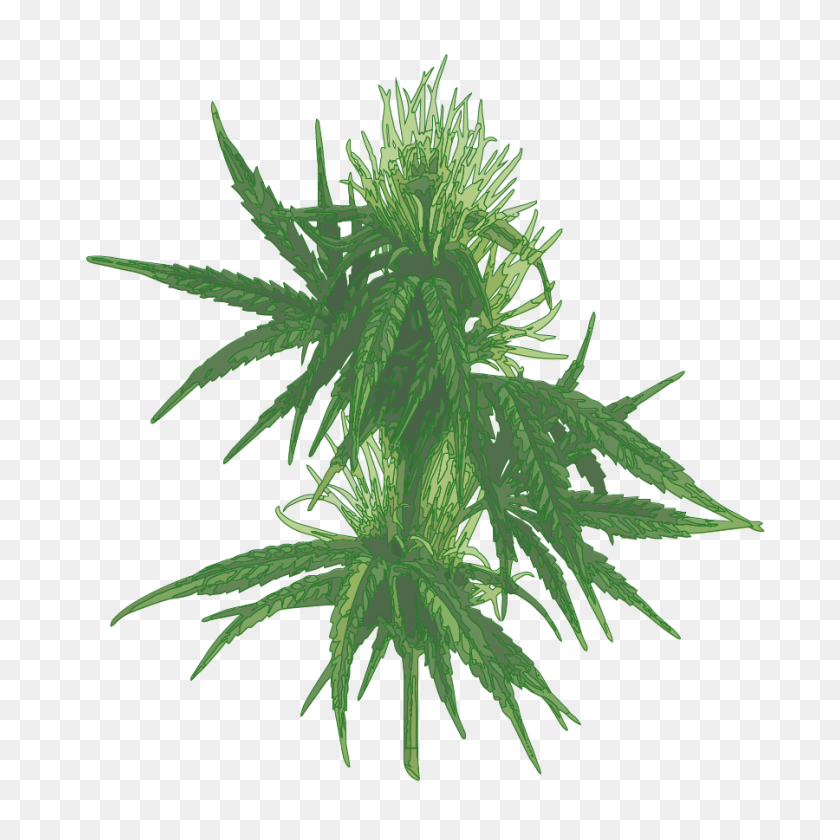 Detail Marijuana Plant Png Nomer 37