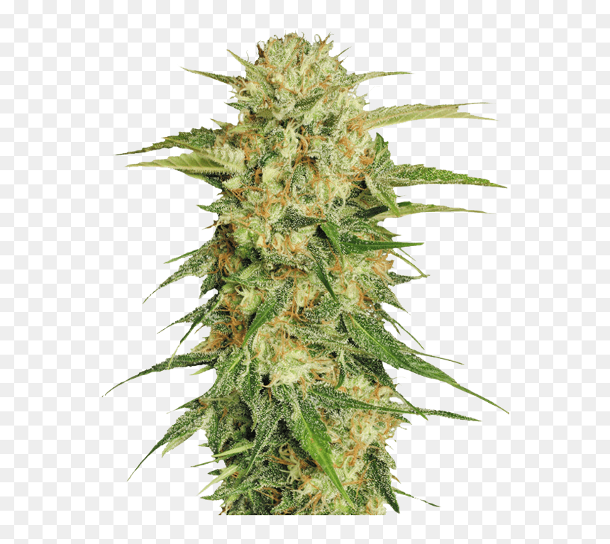 Detail Marijuana Plant Png Nomer 38
