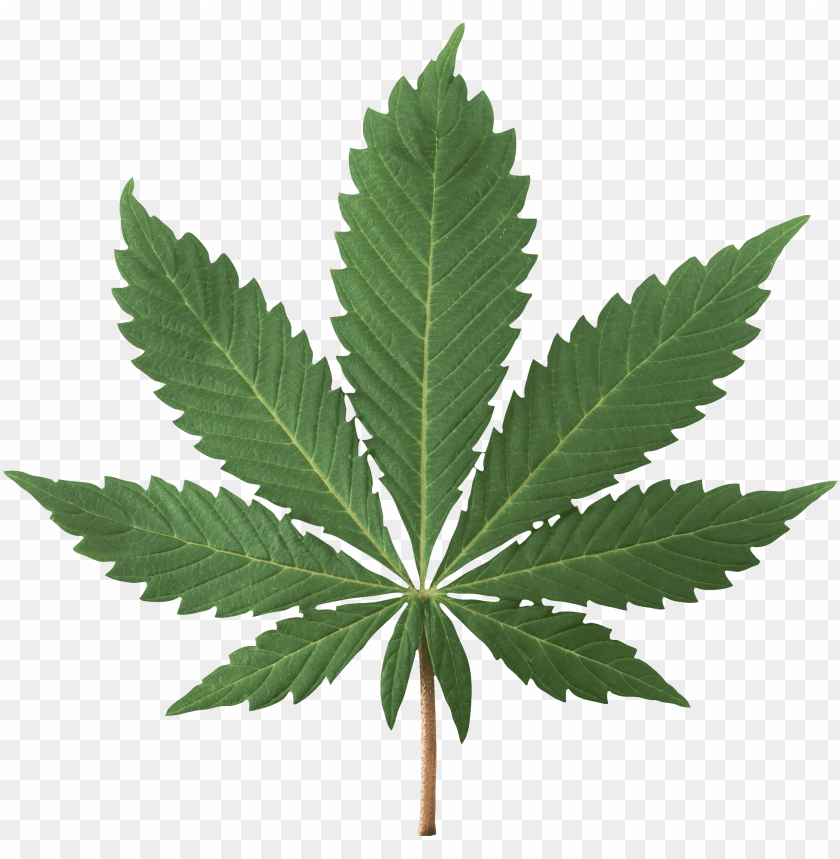Detail Marijuana Plant Png Nomer 43