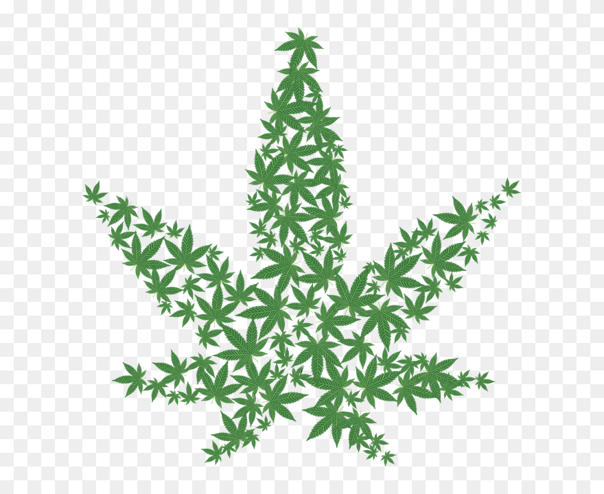 Detail Marijuana Plant Png Nomer 44