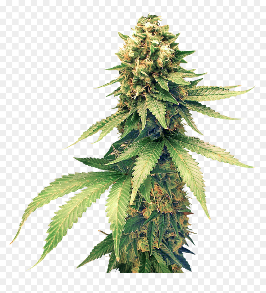 Detail Marijuana Plant Png Nomer 7