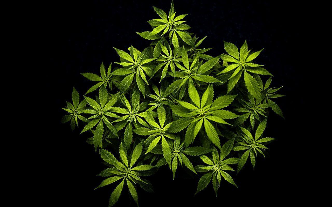 Detail Marijuana Plant Wallpaper Nomer 12