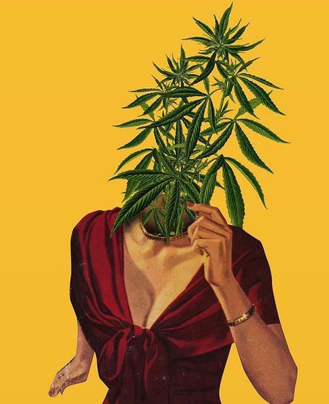 Detail Marijuana Plant Wallpaper Nomer 13