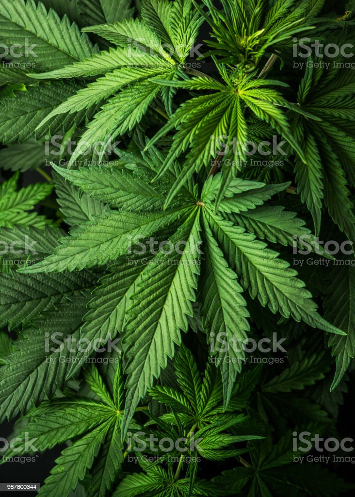 Detail Marijuana Plant Wallpaper Nomer 17