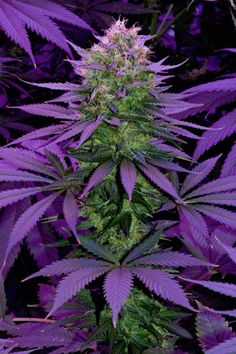 Detail Marijuana Plant Wallpaper Nomer 34