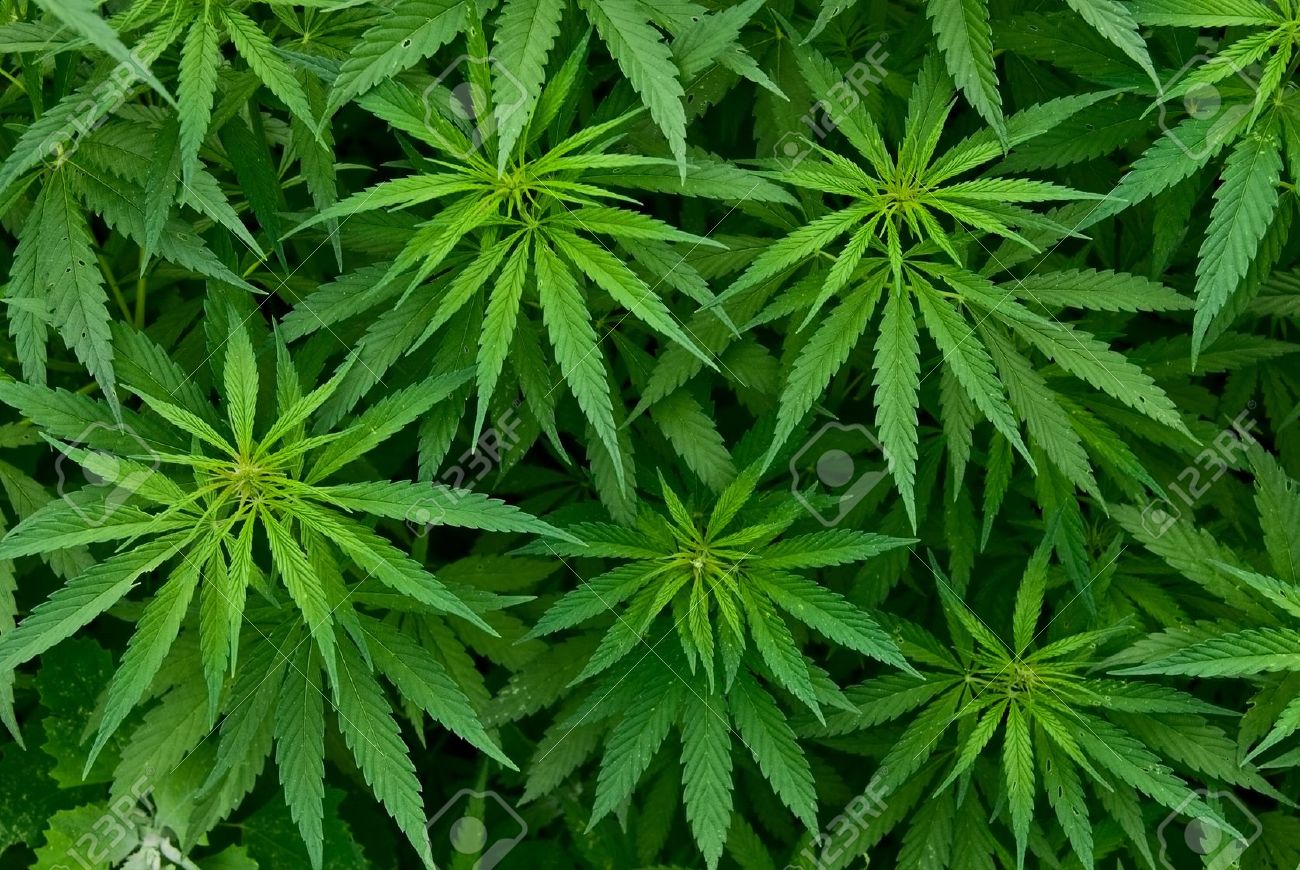 Detail Marijuana Plant Wallpaper Nomer 38