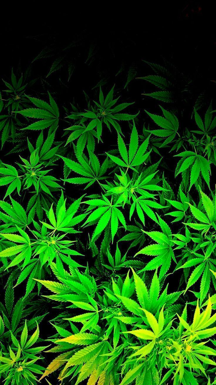 Detail Marijuana Plant Wallpaper Nomer 56