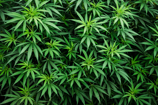 Detail Marijuana Plant Wallpaper Nomer 9