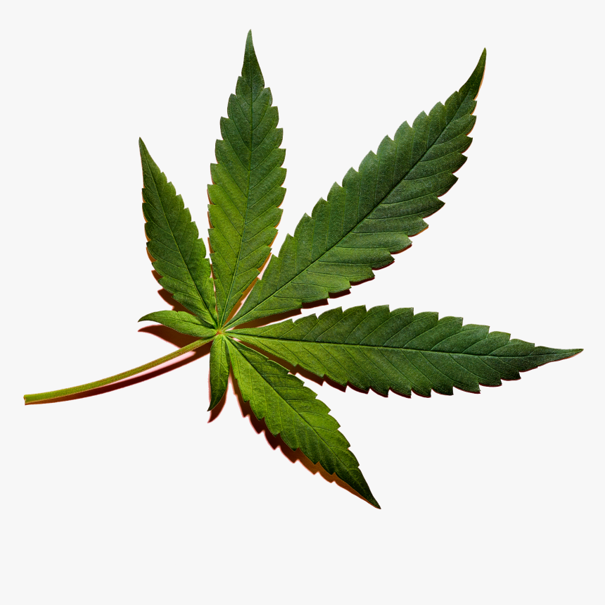 Detail Marijuana Png Nomer 15