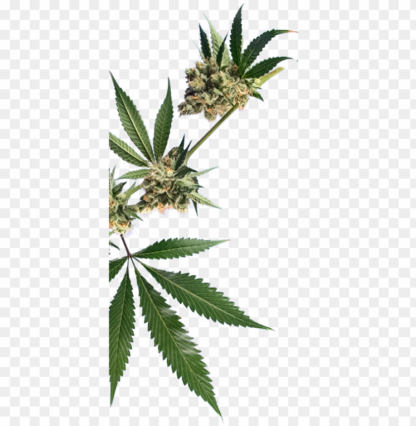 Detail Marijuana Png Nomer 16