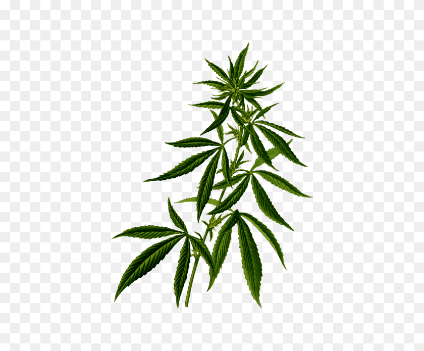 Detail Marijuana Png Nomer 40