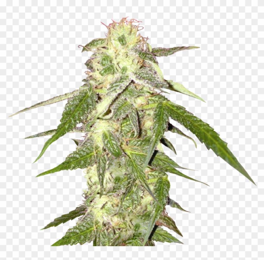 Detail Marijuana Transparent Background Nomer 29