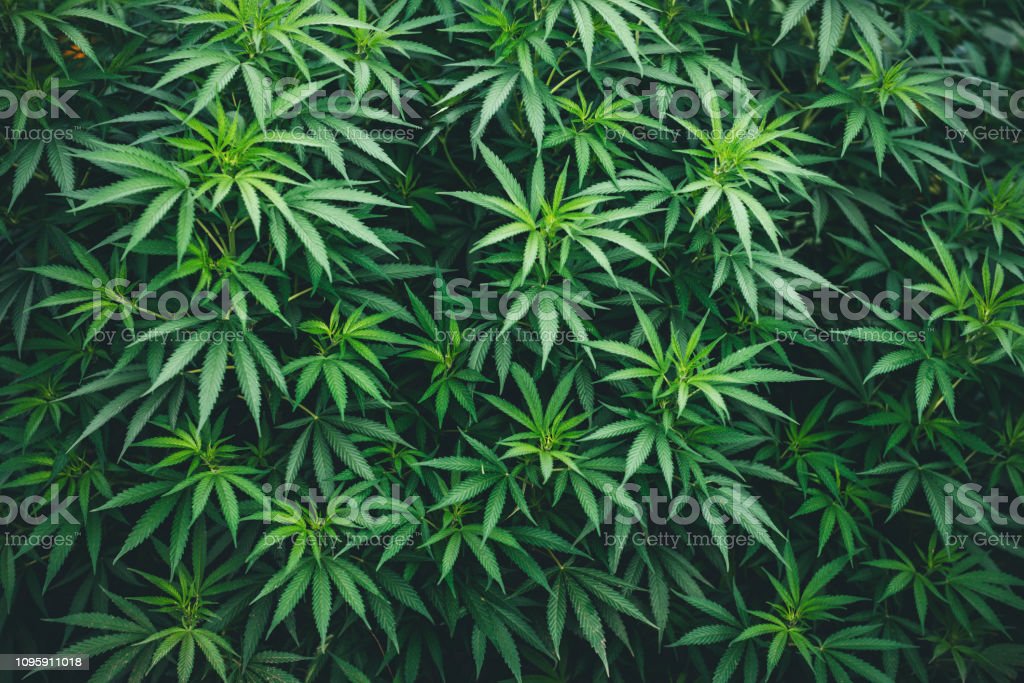 Detail Marijuana Wallpaper Nomer 8
