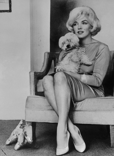 Detail Marilyn Monroe Dachshund Nomer 21