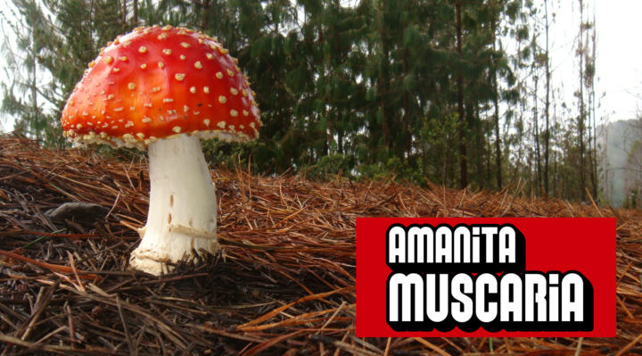 Detail Mario Mushrooms Images Nomer 20