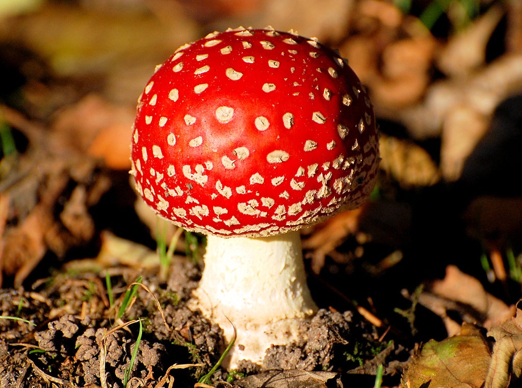 Detail Mario Mushrooms Images Nomer 49