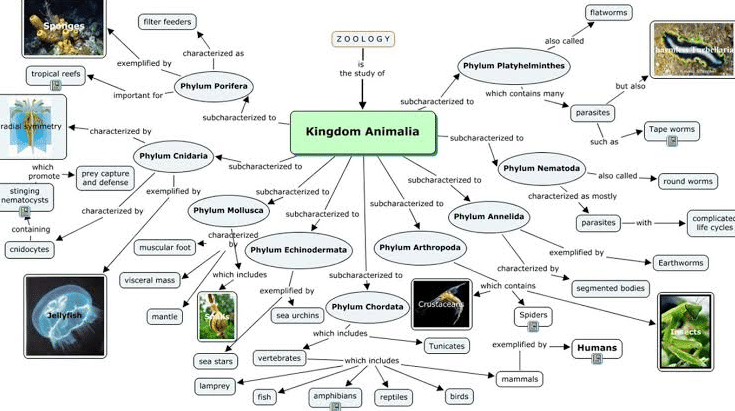 Detail Peta Konsep Hewan Vertebrata Nomer 17