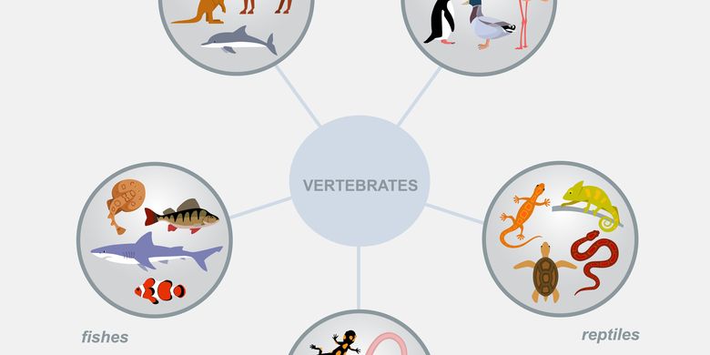 Detail Peta Konsep Hewan Vertebrata Nomer 31