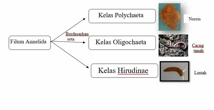 Detail Peta Konsep Hewan Vertebrata Nomer 34