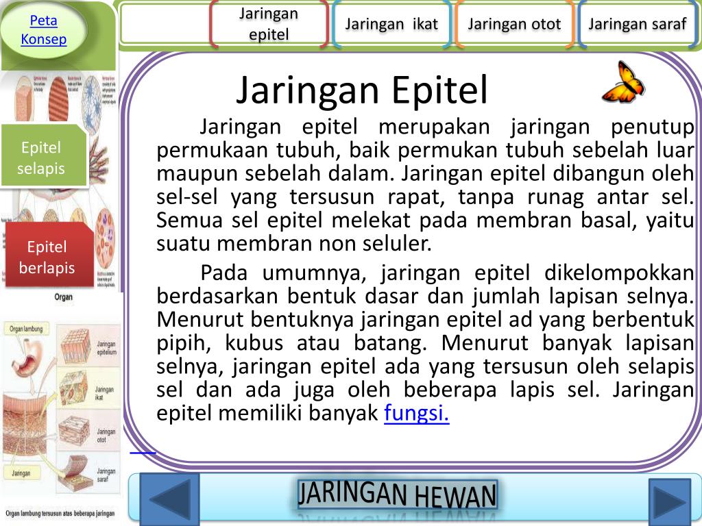 Detail Peta Konsep Hewan Vertebrata Nomer 40