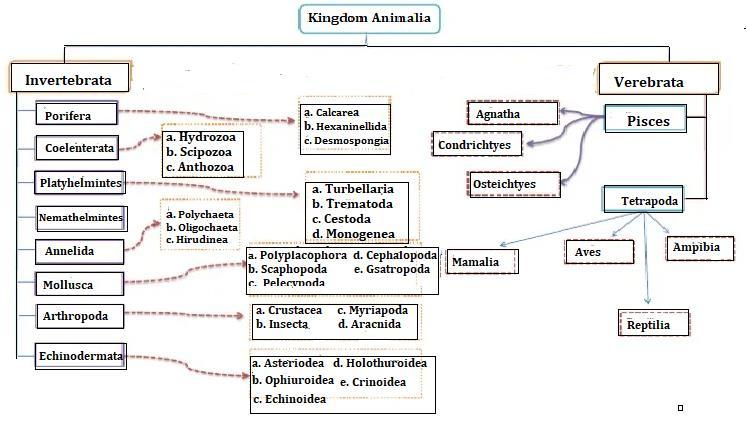 Detail Peta Konsep Hewan Vertebrata Nomer 51