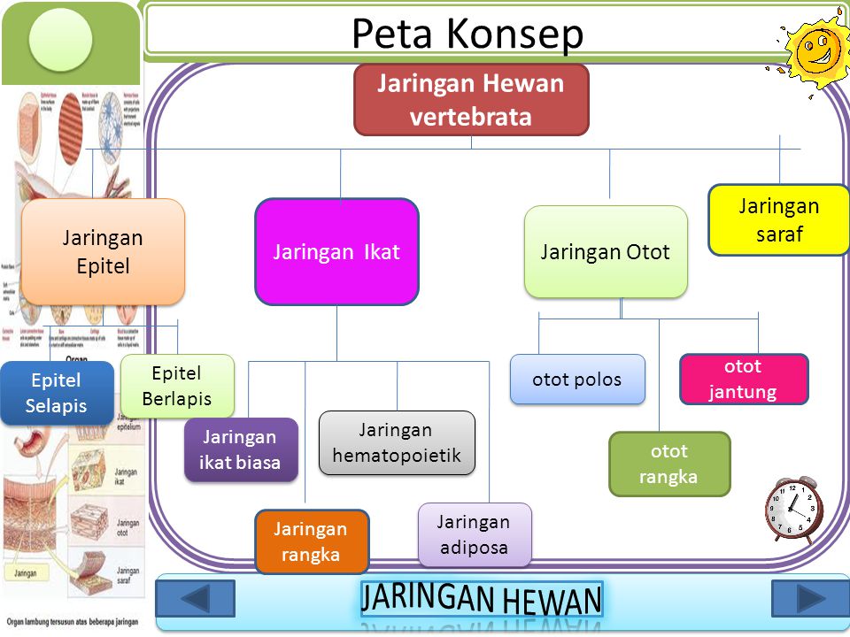 Detail Peta Konsep Hewan Vertebrata Nomer 7