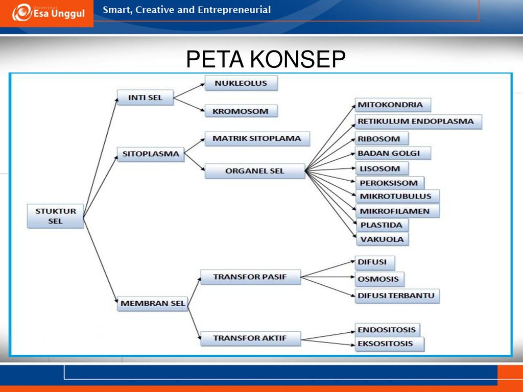 Detail Peta Konsep Sel Nomer 30