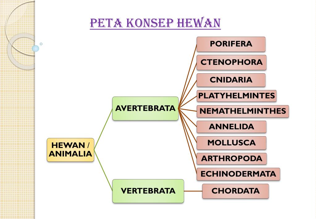 Detail Peta Konsep Vertebrata Nomer 15