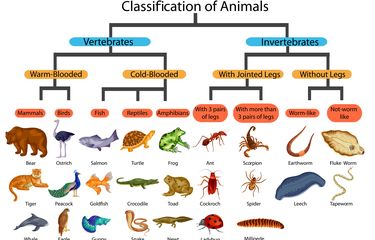 Detail Peta Konsep Vertebrata Nomer 19