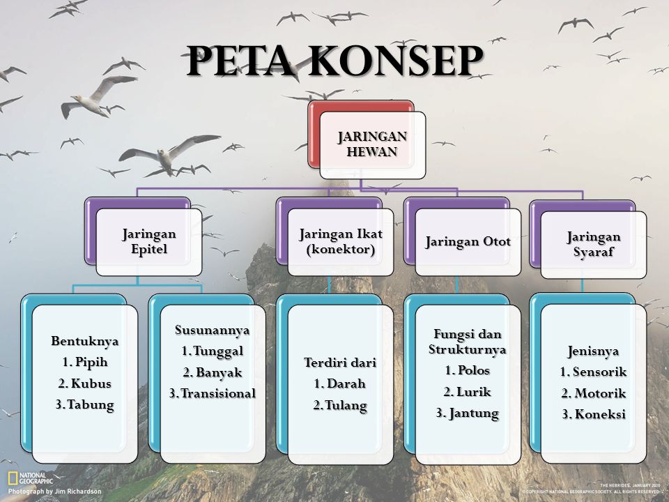 Detail Peta Konsep Vertebrata Nomer 21