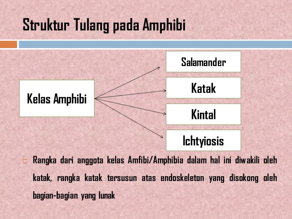 Detail Peta Konsep Vertebrata Nomer 36