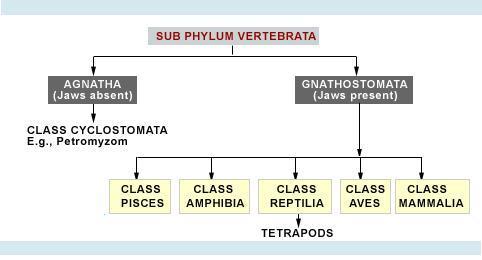 Detail Peta Konsep Vertebrata Nomer 37